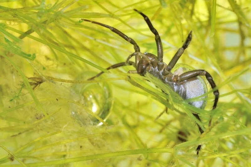 Bespaar geld met Piperspin in Nederland: gratis spins en casino bonus